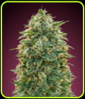 Amnesia - Advanced Seeds
