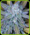 Amnesia - Seedsman Seeds