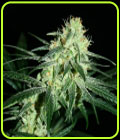 Amnesia A5 - Karma Genetics