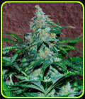 Amnesia Auto - World of Seeds