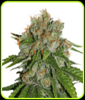 Amnesia Autoflower - Seed Stockers