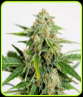 Amnesia CBD Pure Auto - Humboldt Seed Organisation