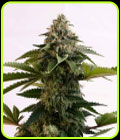 Amnesia Dream XL Auto Edition - Kannabia Seeds