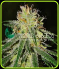Amnesia Early Harvest - World of Seeds