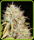 Amnesia Express Auto - Phoenix Cannabis Seeds