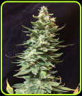 Amnesia Fast - Seedsman Seeds