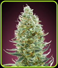 Amnesia Fast - Advanced Seeds
