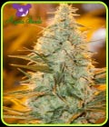 Amnesia Flash - Anesia Seeds