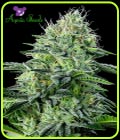 Auto Strawberry Banana - Anesia Seeds