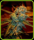 Amnesia Haze - BSB Genetics