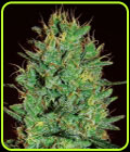 Amnesia Haze - Expert Seeds