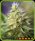 Amnesia Haze - PowerStrains