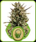 SALE - Amnesia Haze Automatic - Royal Queen Seeds - Cannabis Seed Sale Items