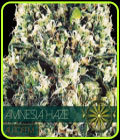 Amnesia Haze Auto - Vision Seeds