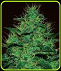 Amnesia Haze Auto - Expert Seeds