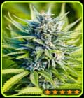 Amnesia Haze Auto - PowerStrains
