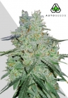Amnesia Haze Autoflowering - Auto Seeds