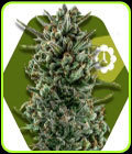 Amnesia Haze XL Auto - Zambeza Seeds