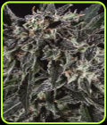 Amnesia Haze x SCBDX - Super CBDx Seeds