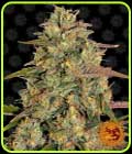 Amnesia Lemon - Barneys Farm Seeds