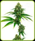 Amnesia Lemon - Seed City Seeds