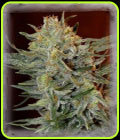 Amnesia Lemon Kush - Garden of Green