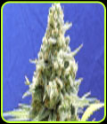 Amnesia Lemon Kush - Original Sensible Seeds