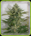 Amnesia Lemon Pie - Garden of Green
