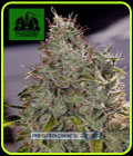 Amnesia Mystery - Positronic Seeds