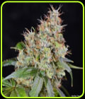 Amnesia OG - Norstar Genetics