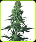 Amnesia White - White Label Seeds