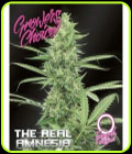 Amnesia - The Real - Auto - Growers Choice