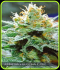 Amnesia x Bubba Kush - Vision Seeds
