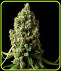 Amnesiac - Spliff Seeds
