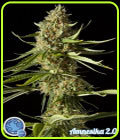 Amnesika 2.0 - Philosopher Seeds