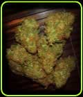 Amnezia VIP - VIP Seeds