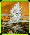 Amphetamine Auto - Cream of the Crop