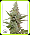 Amsterdam Amnesia - Dutch Passion Seeds