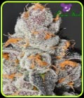 Anesia Scout Cookies - Anesia Seeds