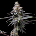 Animal Cake x Hollywood - Cookies Seed Bank