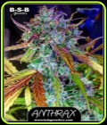 Anthrax Auto - BSB Genetics