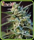 SALE - Ape-Zkit Auto - Dr Krippling - Cannabis Seed Sale Items