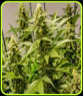 Apollo 13 - Brothers Grimm Seeds