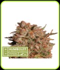 Apollo Black Cherry Auto - Seed Stockers