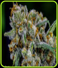 Apollo 11 - Brothers Grimm Seeds