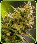 Apollo Haze - Brothers Grimm Seeds