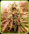 Appalachian Kush Early Version - World of Seeds