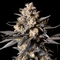 Apple Bananas - OO Seeds