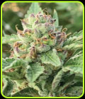 Apple Blossom - Humboldt Seed Company