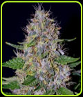 Apple Crumble - G13 Labs Seeds